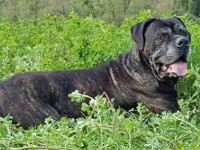 cane corso rustico